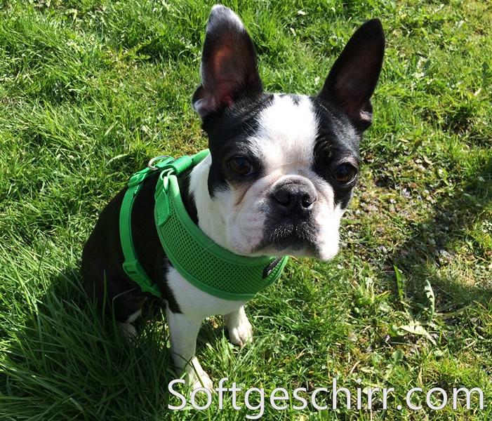 Geschirr für Boston Terrier