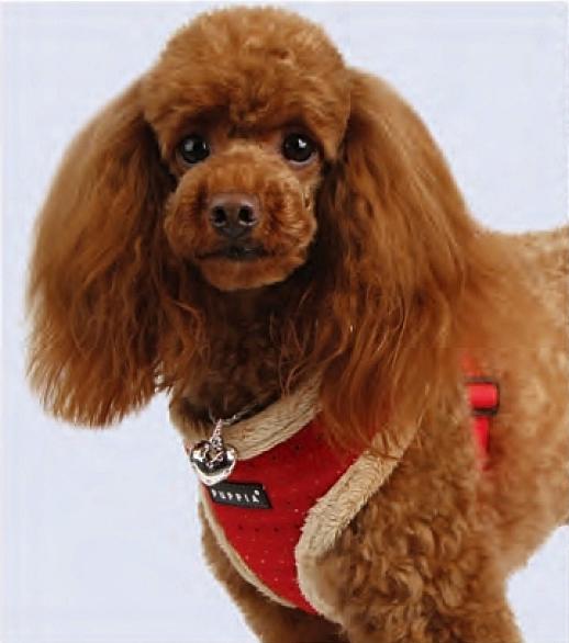 Winter Hundegeschirr