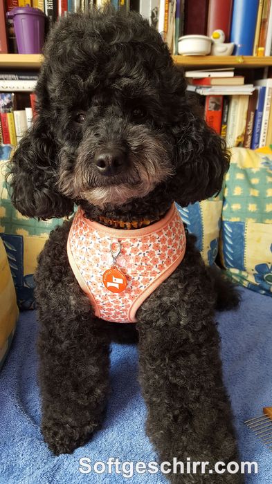 Pudel Alina im neuen Puppia Sommergeschirr in rosa mit Blümchen aus Baumwolle Hundegeschirr für Pudel Softgeschirr rosa Puppia