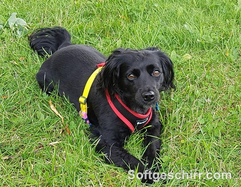 Soft Hundegeschirr bunt Beroni Rainbow Hundegeschirr bunt für Hundedame Lisa