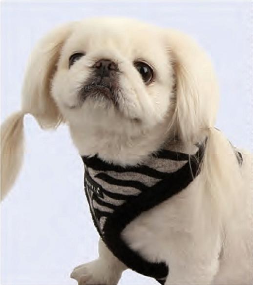 Gefüttertes Hundegeschirr