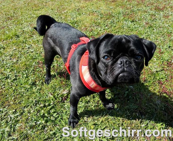 Hundegeschirr Mops