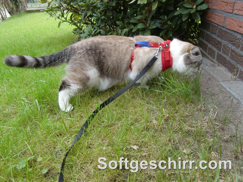 Katzengeschirr