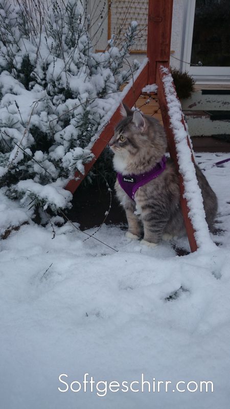 Geschirr für Katzen