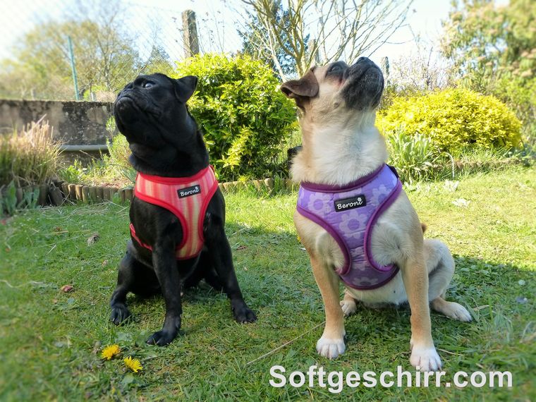 Brustgeschirr für Mops