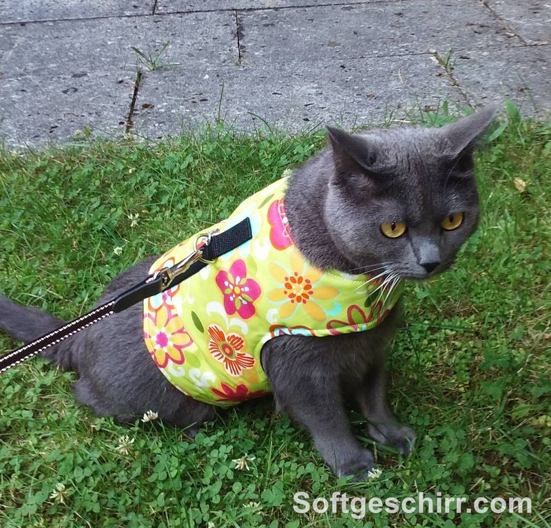 Cat Walking Jacket Katzengeschirr