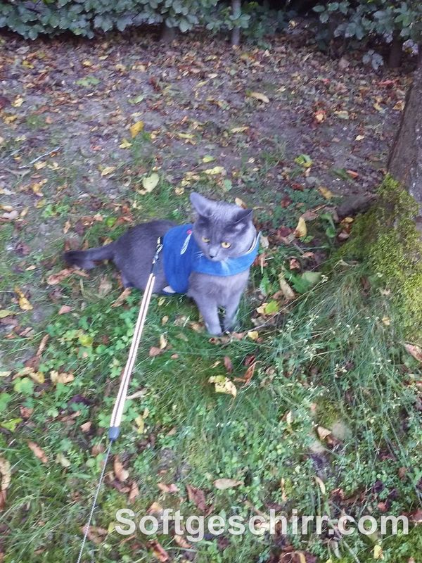 Katzengeschirr Walking Jacket