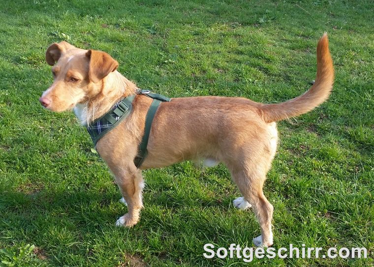 Hundegeschirr grün