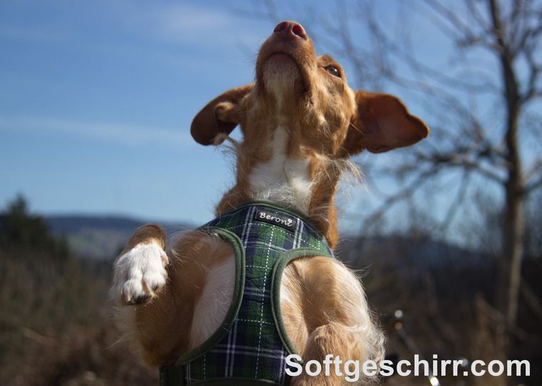 Diesem glücklichen und stolzen Hund ist das Leben gerettet worden Hund aus dem Tierschutz aus Italien