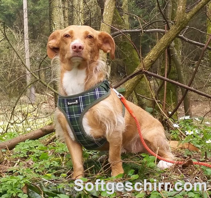 Hundegeschirr für Mischling