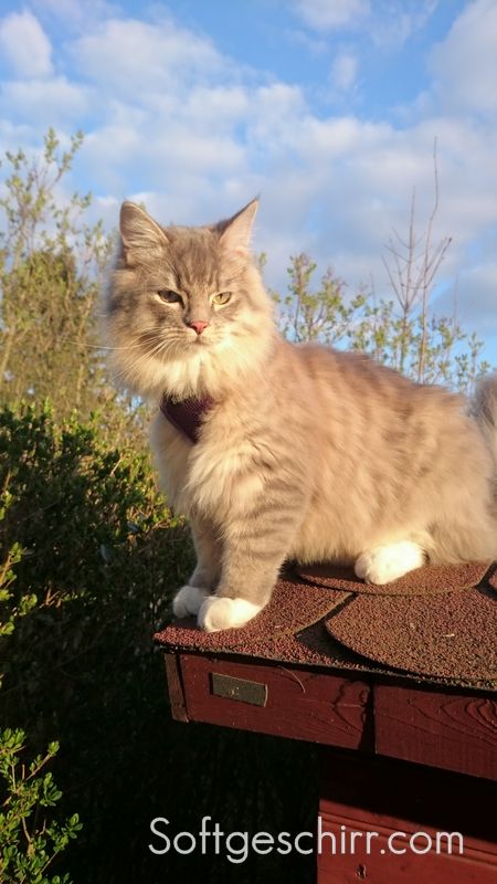 Katzengeschirr Main Coon