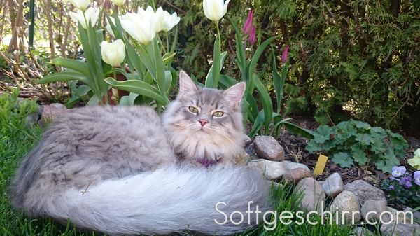 Softgeschirr für Katzen