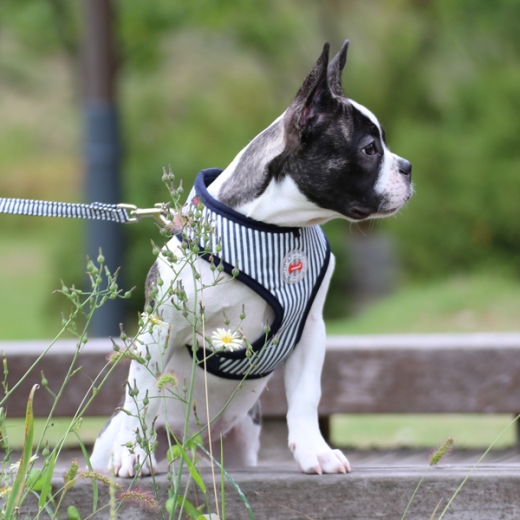 Streifen und Camouflage Puppia Softgeschirr dunkelblau 2017