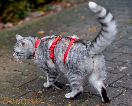 Katzen Sicherheitsgeschirr Beroni Safety Harness Classic rot