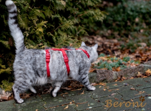 Katzen Sicherheitsgeschirr Beroni Safety Harness Classic rot