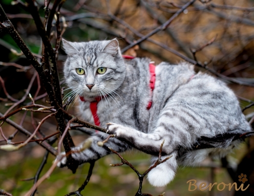 Katzen Sicherheitsgeschirr Beroni Safety Harness Classic rot