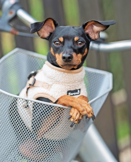 Beroni Jacket Harness Winterweste Curly beige