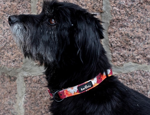 Hundehalsband Blumen floral gepolstert