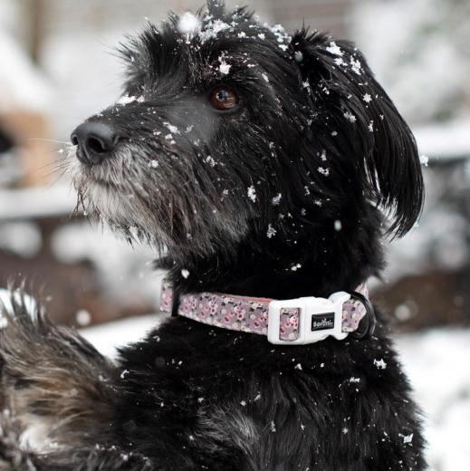 Hundehalsband Blumen rosa-pink-wei Rosen GEPOLSTERT