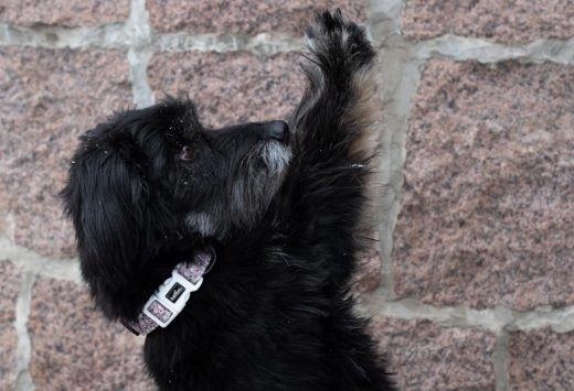 Hundehalsband Blumen rosa-pink-wei Rosen GEPOLSTERT