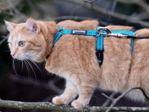 Sicherheits Katzengeschirr Beroni Safety Harness Pro blau Sicherheits Katzengeschirr Beroni Safety Harness Pro blau