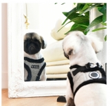 Gala Jacket schwarz Westenbrustgeschirr Gala Jacket schwarz Westenbrustgeschirr