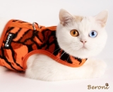 Walking Weste ausbruchsicher Tiger f�r Katzen