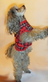 Beroni Jacket Harness english style rot