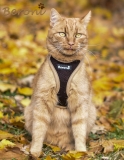 Beroni soft harness Easy Walking cat harness 2.0 brown Beroni soft harness Easy Walking cat harness 2.0 brown