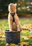 Beroni soft harness Easy Walking cat harness 2.0 brown Beroni soft harness Easy Walking cat harness 2.0 brown