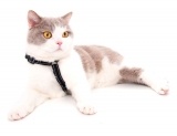 Safety Cat Harness Beroni Pro black Safety Cat Harness Beroni Pro black