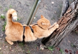 Safety Cat Harness Beroni Pro black Safety Cat Harness Beroni Pro black