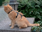 Safety Cat Harness Beroni Pro black Safety Cat Harness Beroni Pro black