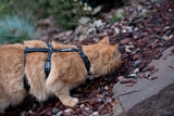 Safety Cat Harness Beroni Pro black Safety Cat Harness Beroni Pro black