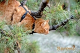 Safety Cat Harness Beroni Pro black Safety Cat Harness Beroni Pro black