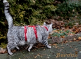 Cat Safety Harness Beroni Classic red Cat Safety Harness Beroni Classic red