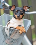 Beroni Jacket Harness Winterweste Curly beige