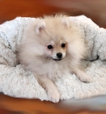 Kuschelsack elfenbein Webpelz exklusiv in 2 Gren