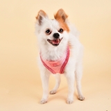 Softbrustgeschirr für Hunde pink Softbrustgeschirr für Hunde pink