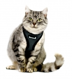 Beroni soft harness Easy Walking cat harness 2.0 grey Beroni soft harness Easy Walking cat harness 2.0 grey