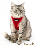 Beroni soft harness Easy Walking cat harness 2.0 red Beroni soft harness Easy Walking cat harness 2.0 red