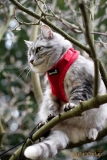 Beroni soft harness Easy Walking cat harness 2.0 red Beroni soft harness Easy Walking cat harness 2.0 red