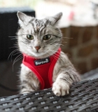 Beroni soft harness Easy Walking cat harness 2.0 red Beroni soft harness Easy Walking cat harness 2.0 red