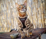 Beroni soft harness Easy Walking cat harness 2.0 brown Beroni soft harness Easy Walking cat harness 2.0 brown