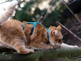 Safety Cat Harness Beroni Pro blue Safety Cat Harness Beroni Pro blue