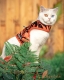Walking Weste ausbruchsicher Tiger f�r Katzen