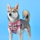 Pinkaholic Zuzu Brustgeschirr für kleine Hunde pink für den Winter