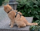 Sicherheits Katzengeschirr Beroni Safety Harness Pro schwarz