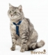 Katzen Sicherheitsgeschirr Beroni Safety Harness Classic blau