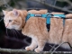 Sicherheits Katzengeschirr Beroni Safety Harness Pro blau